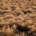 Схема анализа игровых алгоритмов Wild West Gold