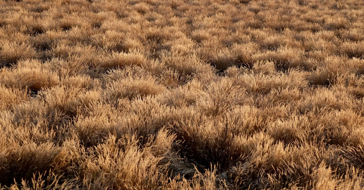 Схема анализа игровых алгоритмов Wild West Gold